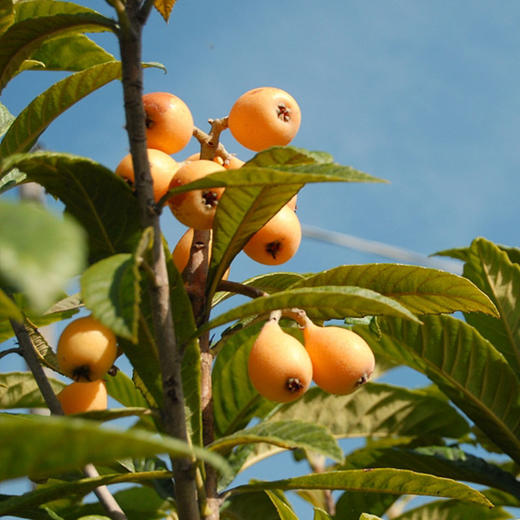 【斌哥优选】米易早钟枇杷。润润天后。甜甜浓郁带一丝酸~米易高山果园，顺丰到手，每年春天的限定美味。 商品图7