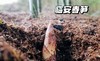 临安春笋3斤/包 商品缩略图2