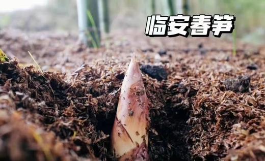 临安春笋3斤/包 商品图2