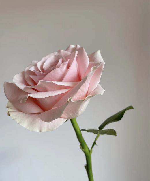 【昆明玫瑰】粉爱神 20枝/扎 A级 商品图3