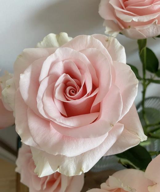 【昆明玫瑰】粉爱神 20枝/扎 A级 商品图2