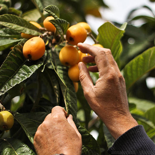 【斌哥优选】米易早钟枇杷。润润天后。甜甜浓郁带一丝酸~米易高山果园，顺丰到手，每年春天的限定美味。 商品图5