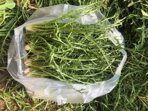 婆婆丁一斤（拼团） 商品图1