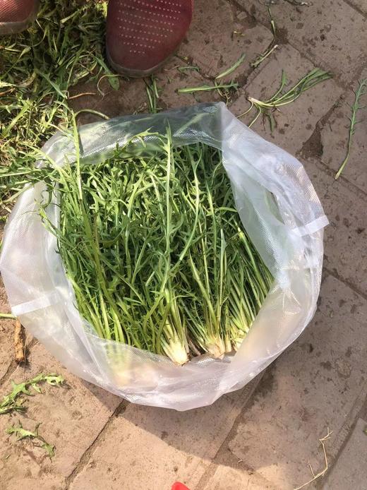 婆婆丁一斤（拼团） 商品图2