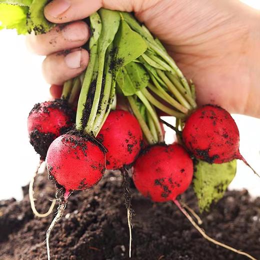 红丁一斤（拼团） 商品图0