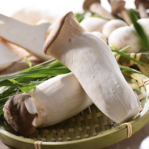 杏鲍菇 约200g/份（肉质厚实） 商品图2