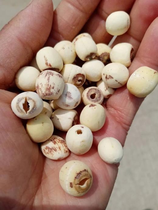 莲子【产地直发】@天思福慧 商品图1