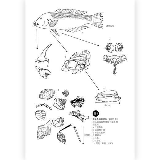 后浪正版 赶海·解剖·逛菜场 盛口满先生回顾三十多年从教经验的自然随笔 摆脱考试的束缚和教条 从每个人身边的自然课堂走向更远的新奇异世界 商品图3