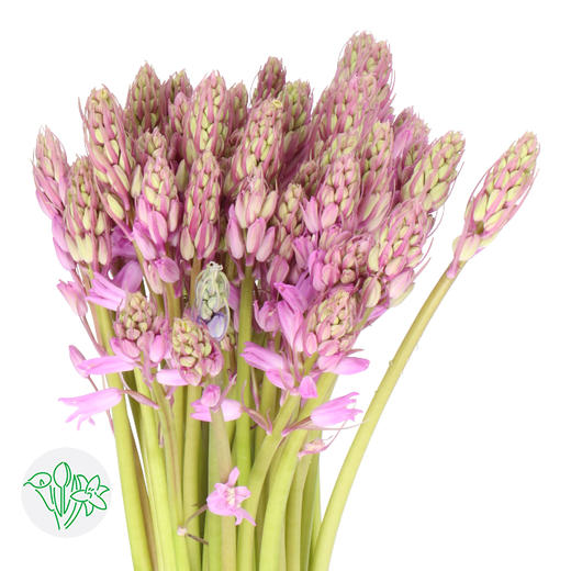 荷兰花材 | 棉枣儿粉色Pink 商品图0