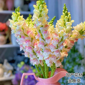 国产花材金鱼草10支