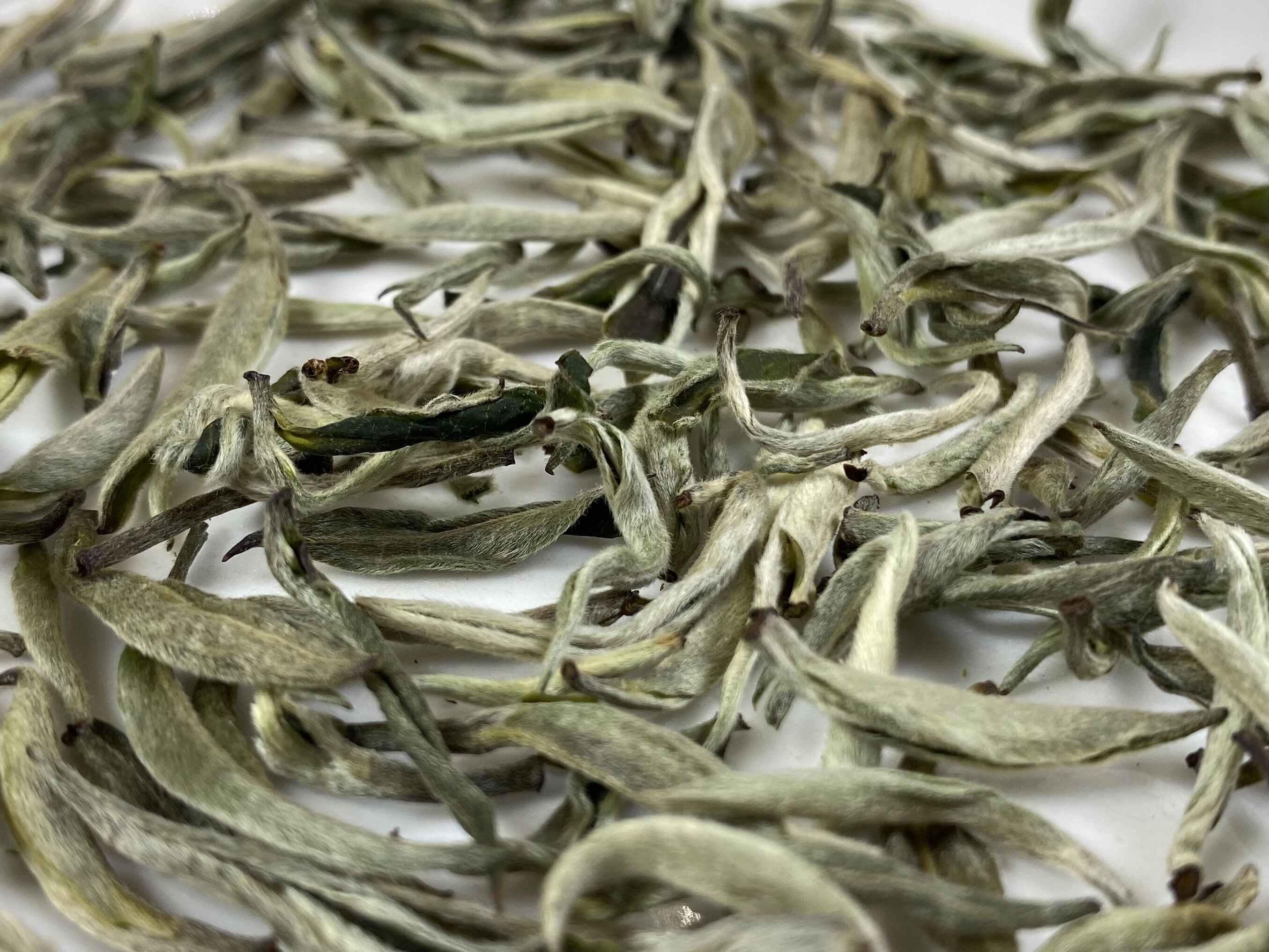 2022明前普洱芽头一两二十元的头茬春尖茶