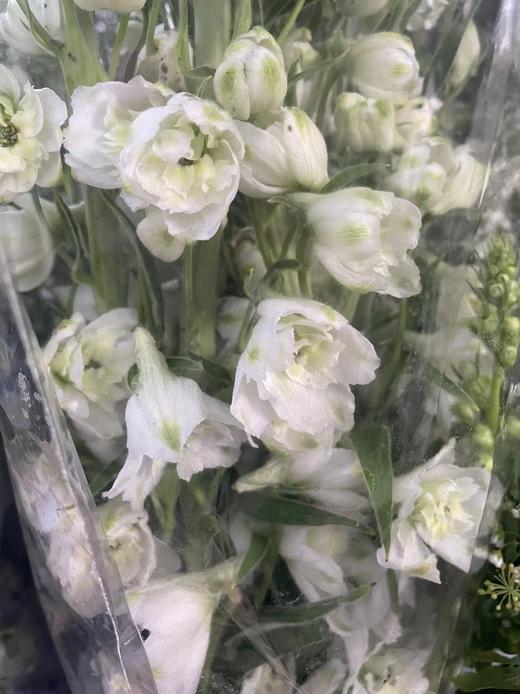 【国产】大飞燕  多色可选   约5枝/扎  约70公分 商品图5