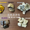 野生灵芝茶 | 五色茶包 商品缩略图4
