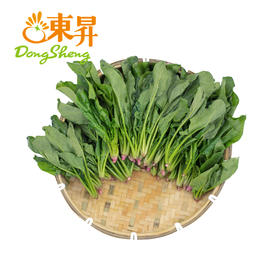 东升农场  供港菠菜苗 250G 广州蔬菜新鲜配送