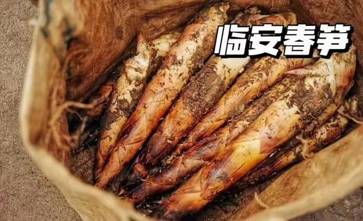 临安春笋3斤/包 商品图0
