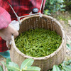 小抱抱第七年相约 老李家正宗安吉白茶  传统工艺制出的好茶 商品缩略图1