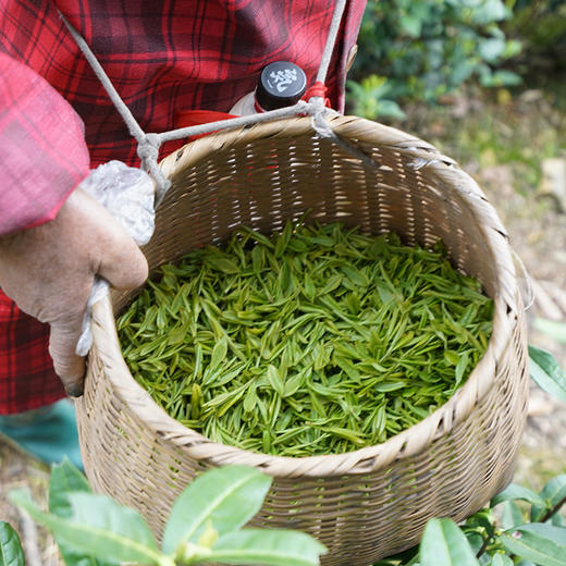 小抱抱第七年相约 老李家正宗安吉白茶  传统工艺制出的好茶 商品图1