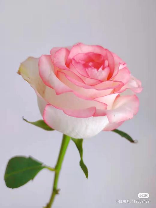 玫瑰 爱莎/艾莎 我的心中只有你 我的心中只有你 - 云花朵朵