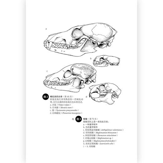 后浪正版 赶海·解剖·逛菜场 盛口满先生回顾三十多年从教经验的自然随笔 摆脱考试的束缚和教条 从每个人身边的自然课堂走向更远的新奇异世界 商品图5