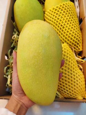 海南金煌芒果 金煌芒 净果8斤装 礼盒装 新鲜水果 全国包邮