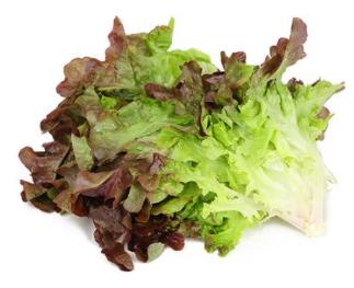 红橡叶生菜 商品图0