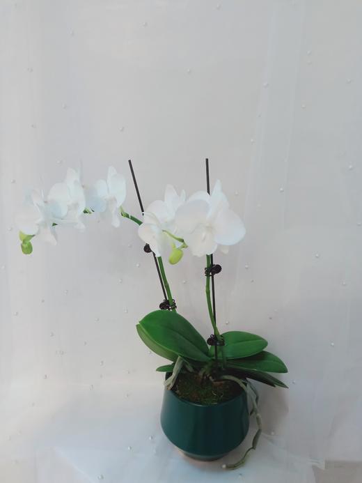 单株蝴蝶兰盆栽五选一 商品图6