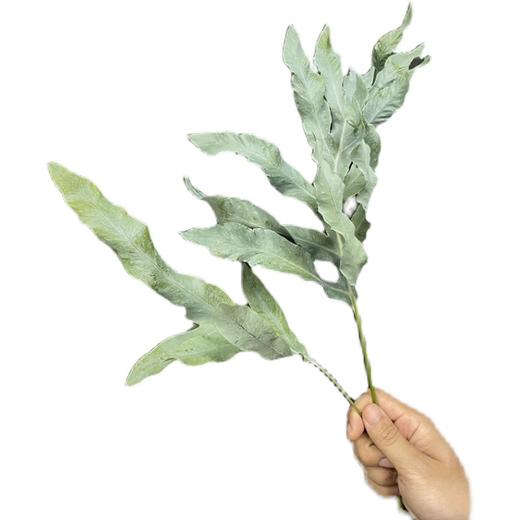 网红叶贯众蕨蓝星蕨10支 商品图5