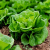 波士顿生菜 商品缩略图0