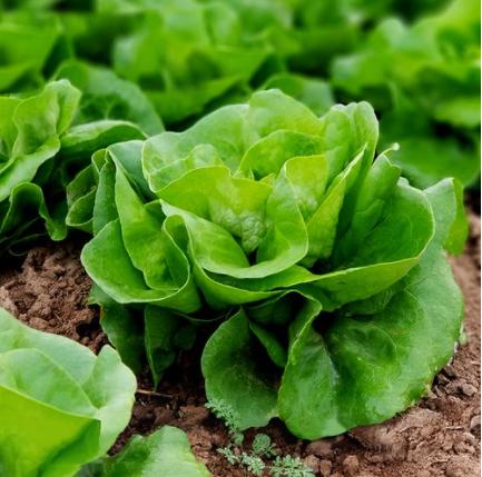 波士顿生菜 商品图0