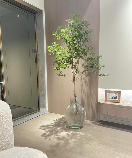 【 进口马醉木 】 型态如图  约1.3米/单枝 商品图5