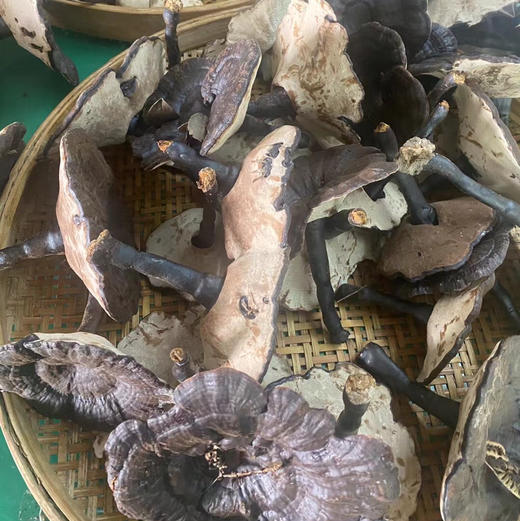 林下仿野生种植灵芝 500g/袋 包邮 商品图3