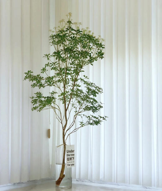 【 进口马醉木 】 型态如图  约1.3米/单枝 商品图6