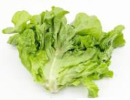 绿橡叶生菜 商品图0