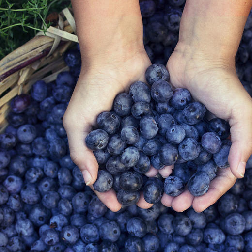 【云南抚仙湖 湖边蓝莓】果肉饱满，酸甜可口，较同品类果花青素、维生素等的常规营养成分含量更胜一筹,含有极为丰富的黄酮类和多糖类化合物，顺丰空运 商品图0