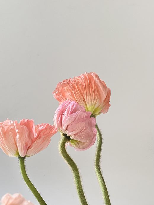 配花 | 冰岛虞美人混色 商品图2