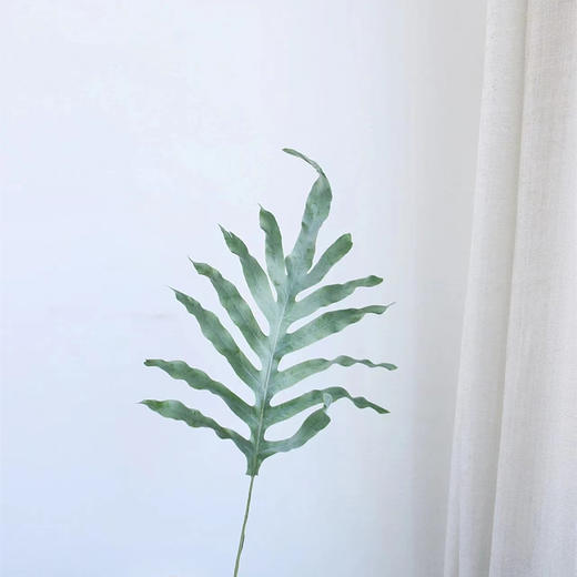 网红叶贯众蕨蓝星蕨10支 商品图3