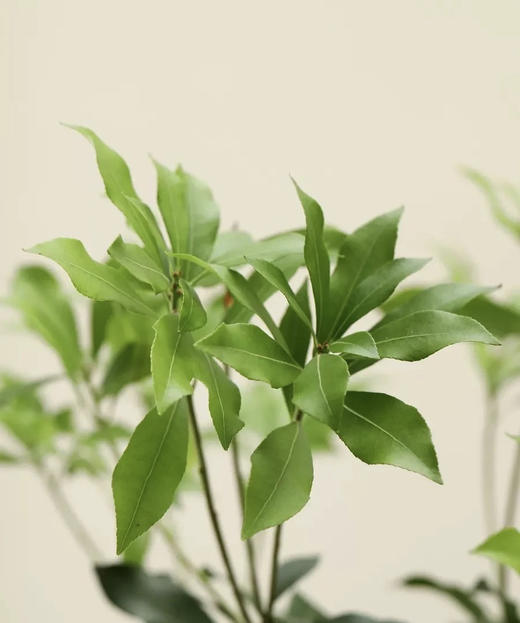 【 进口马醉木 】 型态如图  约1.3米/单枝 商品图10