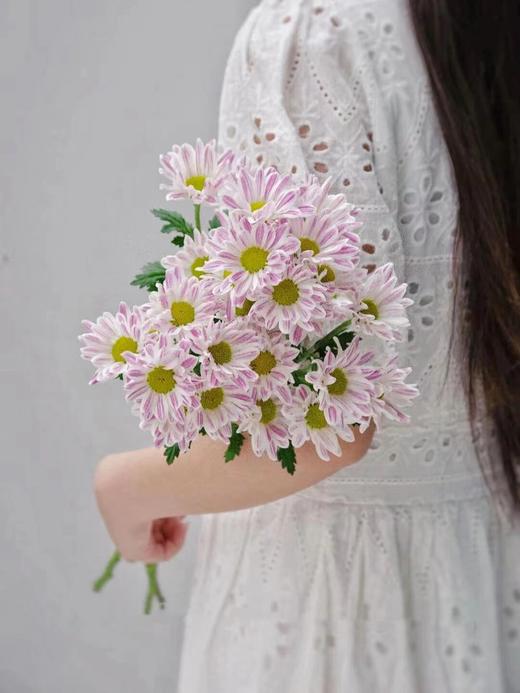 【周四秒杀】斑纹雏菊5枝29.8元 商品图0