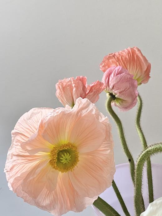 配花 | 冰岛虞美人混色 商品图3