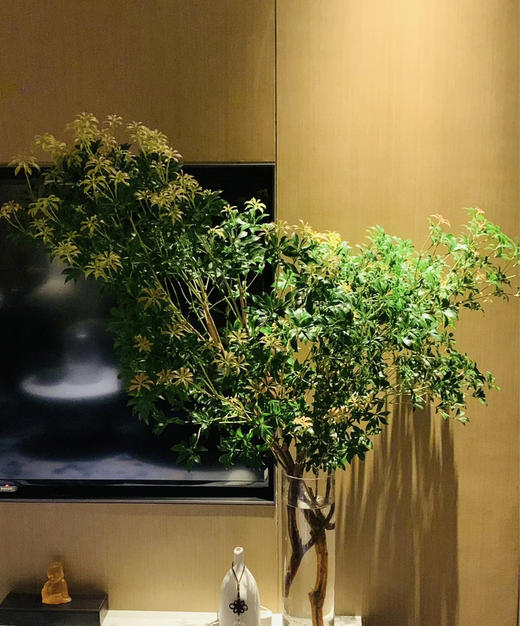 【 进口马醉木 】 型态如图  约1.3米/单枝 商品图4