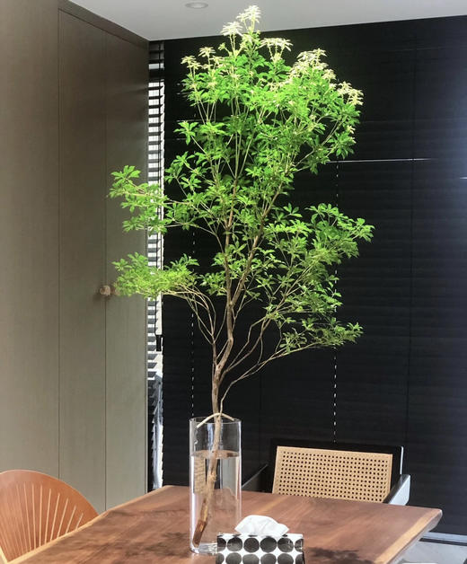 【 进口马醉木 】 型态如图  约1.3米/单枝 商品图0