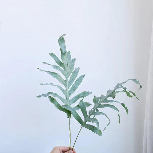 网红叶贯众蕨蓝星蕨10支 商品图2