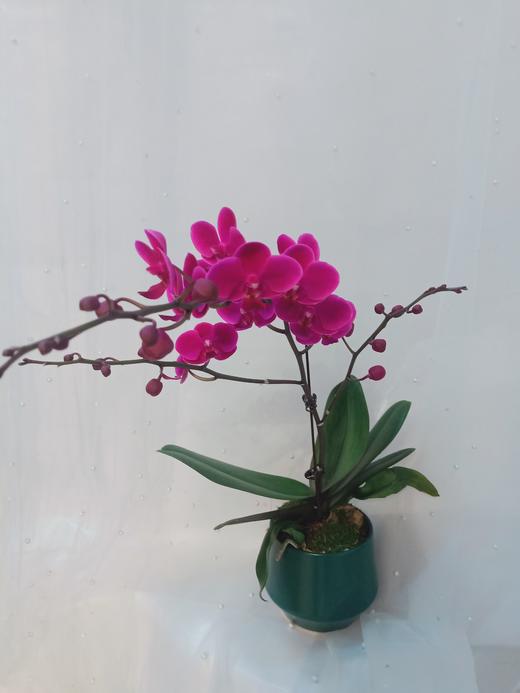 单株蝴蝶兰盆栽五选一 商品图1