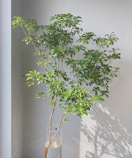 【 进口马醉木 】 型态如图  约1.3米/单枝 商品图3