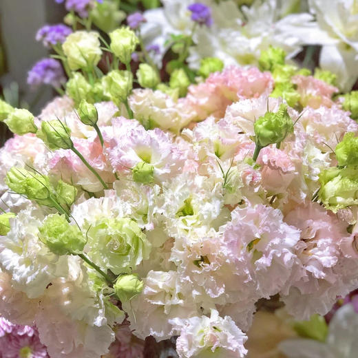 【AB级冰淇淋洋桔梗】一扎约8-10朵/份 商品图3