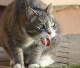 猫咪内驱吐黄水是怎么回事？