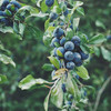【云南抚仙湖 湖边蓝莓】果肉饱满，酸甜可口，较同品类果花青素、维生素等的常规营养成分含量更胜一筹,含有极为丰富的黄酮类和多糖类化合物，顺丰空运 商品缩略图2