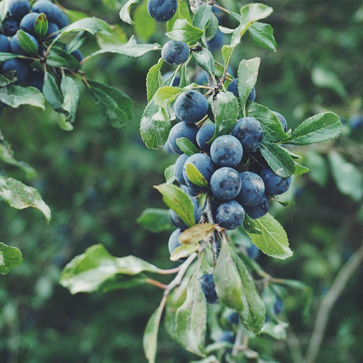 【云南抚仙湖 湖边蓝莓】果肉饱满，酸甜可口，较同品类果花青素、维生素等的常规营养成分含量更胜一筹,含有极为丰富的黄酮类和多糖类化合物，顺丰空运 商品图2