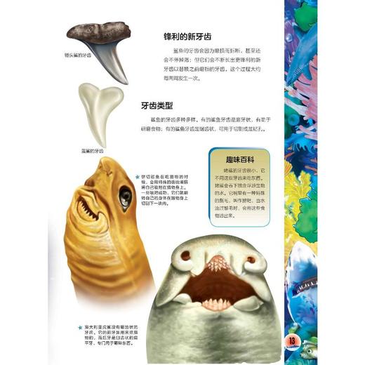 海洋生物 商品图2