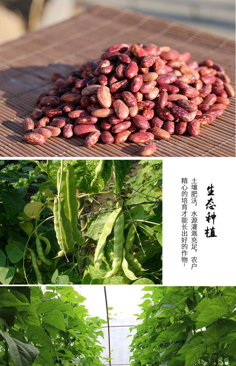 山区杂粮农家五谷花芸豆颗粒饱满个头大色泽鲜明可煮可炖口感软糯豆香